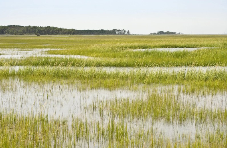 wetlands monmouth county nj