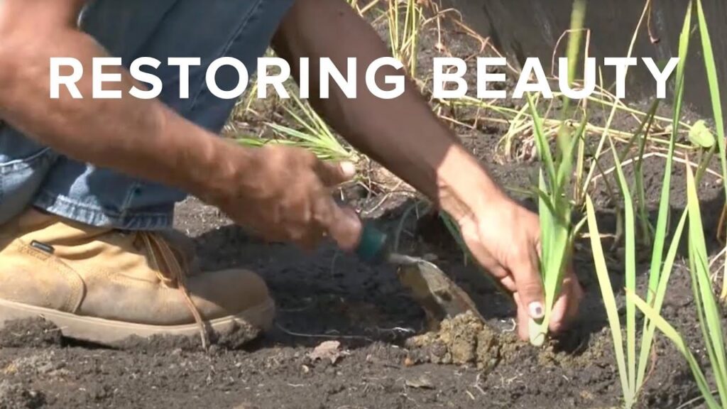 Lakeshore and Shoreline Restoration
