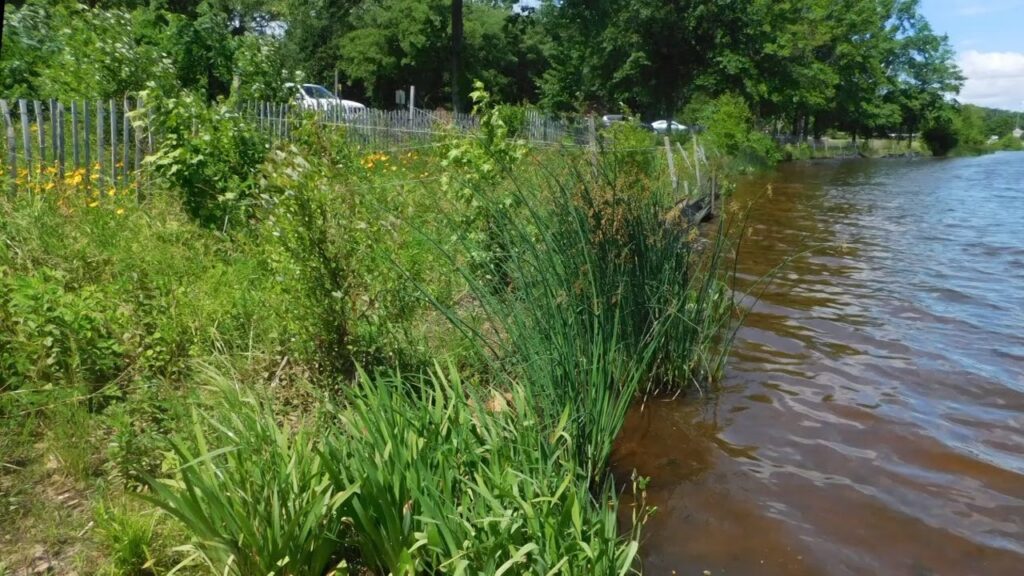 Maintenance for Lakeshore and Shoreline Restoration