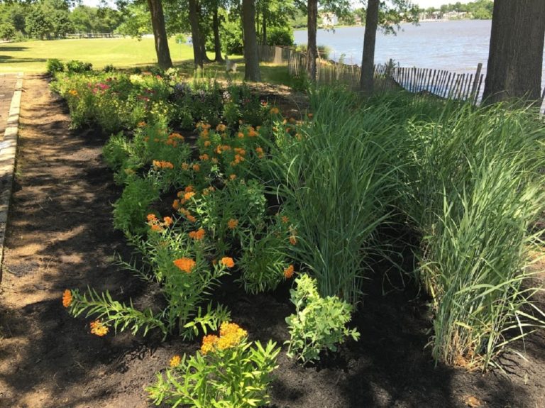 improving habitat along Manalapan Lake