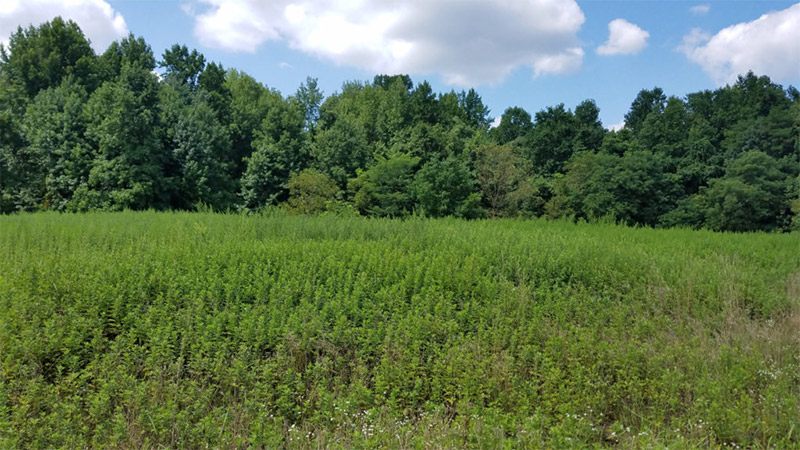 View Ireland Brook Project